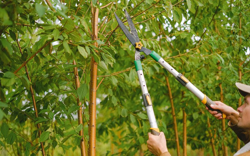 Tree trimming in New Holstein, WI